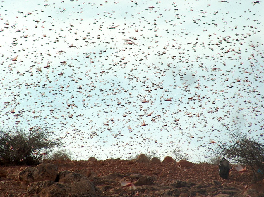 La plaga de langosta avanzando como una nube sólida sobre el terreno