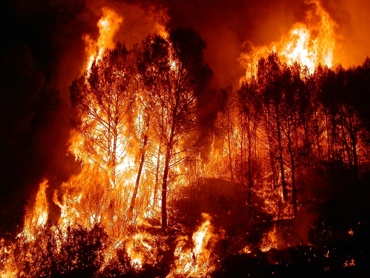Incendio forestal de noche: pinos envueltos en llamas